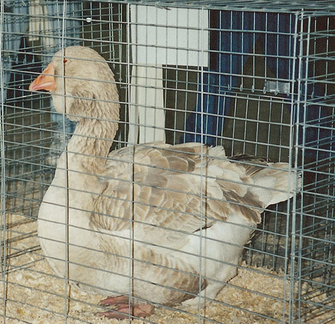 Buff Toulouse gander Buff Toulouse gander